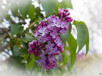 Printemps 2014  Lilas