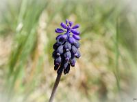 Printemps 2014  Muscari Botryroide 2/2