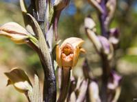 Printemps 2014  Orobanche 3/3