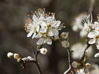 Printemps 2014  Fleur de Prunelier sauvage 1/2