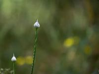 Printemps 2016  Ail à tête ronde