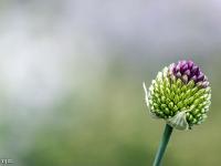 Printemps 2016  Ail à tête ronde