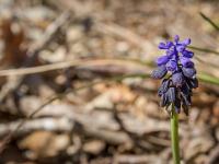 Printemps 2016  Muscari botryoides