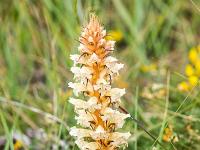 Printemps 2016  Orobanche améthyste