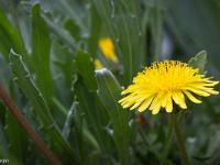 Printemps 2016  Pissenlit
