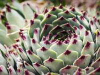 Printemps 2016  Plantes grasses dans les rochers