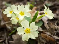 Printemps 2016  Primevères