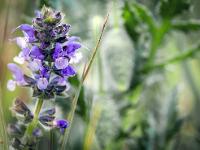 Printemps 2016  Sauge à feuilles de verveine