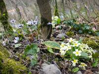 Printemps 2016  Anémone Hépatique et Primevères dans un sous-bois