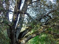 Plateau de Ganagobie - La forêt  On y trouve de nombreux chênes, des yeuses séculaires ...