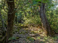 Plateau de Ganagobie - La forêt  Dans la forêt ...