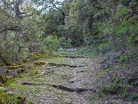 Plateau de Ganagobie - La forêt  Autre vue su la calade encore en parfait état ...