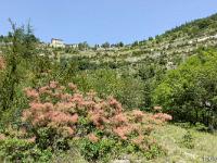 Gorges de la Méouge  Pommet. Au premier plan un bel Arbre à Perruque (Fustet)