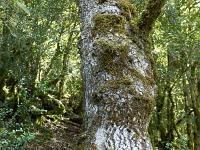 Gorges de la Méouge  Tronc de chêne pubescent en bordure de sentier