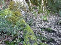 Gorges de la Méouge - Barret sur Méouge via St Pierre Avez  Bien enraciné le bougre ! ...