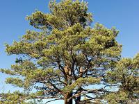 Gorges de la Méouge - Barret sur Méouge via St Pierre Avez  Magnifiques ces deux arbres ! ...