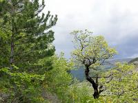 Gorges de la Méouge  Le sentier au travers des chênes