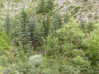 Gorges de la Méouge  Ici se côtoient de nombreuses espèces végétales