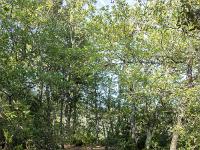 Tour des gorges d'Oppedette  Le sentier repart en sous-bois ...