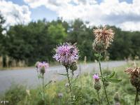 Les Houlettes - Sisteron  Abeille sur une centaurée
