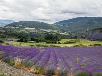 Les Houlettes - Sisteron  Lavandes aux Houlettes. au loin, Mongervis à gauche et chapage à droite