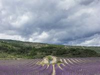 Lavandes à Paresous - Sisteron