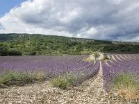 Lavandes à Paresous - Sisteron