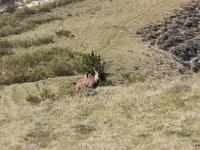 Animaux- Part 1  Chamois et son chevreau sur les crêtes de lamontagne de Gache en Haute Provence