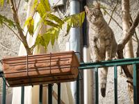 Animaux- Part 1  Chat  à Sitseron - Quartier de la Coste