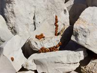 Animaux- Part 1  Coccinelles au sommet de la montagne de Gache ( Alpes de Haute Provence)