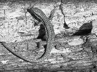 Animaux- Part 1  Lézard (Plateau de Ganagobie)