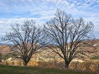Des arbres  Dans la vallée du Jabron