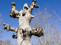 Des arbres  Chêne mort à l'adret de la montagne de Gache