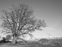 Des arbres  Chêne séculaire vers Mison