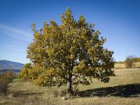 Des arbres  Chêne solitaire sur la route de Saint Géniez