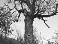 Des arbres  Sur l'ancienne route de Sisteron à Entrepierre