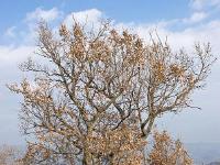 Des arbres  Au dessus de Peipin