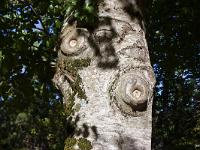 Des arbres  Tronc de Hêtre dans la montagne de Lure