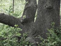 Des arbres  Chêne pubescent sur la montagne de Briasc