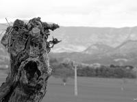 Des arbres  Tronc de murier sur le plateau de Salignac