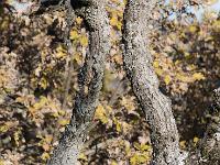Des arbres  A Sisteron au Collet