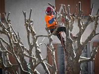 Des arbres  Elagage des platanes à Sisteron