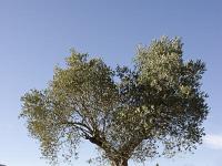 Des arbres  Olivier au Forest d'Aubignosc