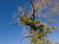 Des arbres  Gui sur un saule Marsault au Forest d'Aubignosc