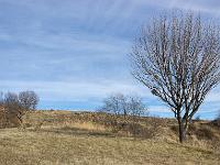 Des arbres  A Sisteron aux Houlettes