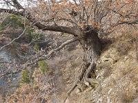 Des arbres  A Sisteron aux Houlettes