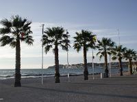 Des arbres  Sur la plage à Six-Fours