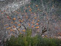Des arbres  Kakis à Sisteron quartier de la Baume