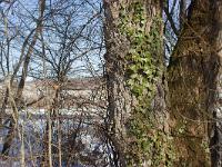 Des arbres  En bordure du Buech près de Ribiers