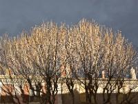 Des arbres  Cimes de platanes rue de Provence à Sisteron après l'orage